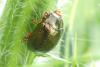 Chrysolina bankii